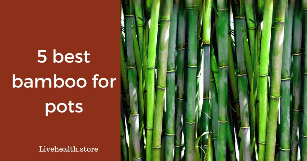 5 best bamboo for pots