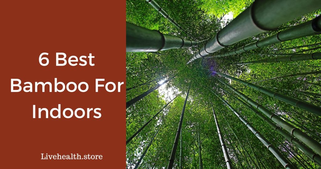 6 Best bamboo for indoors