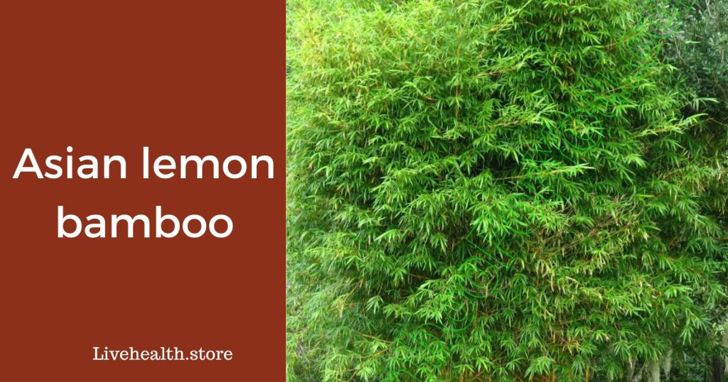 Asian lemon bamboo