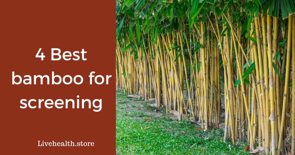 4 Best bamboo for screening