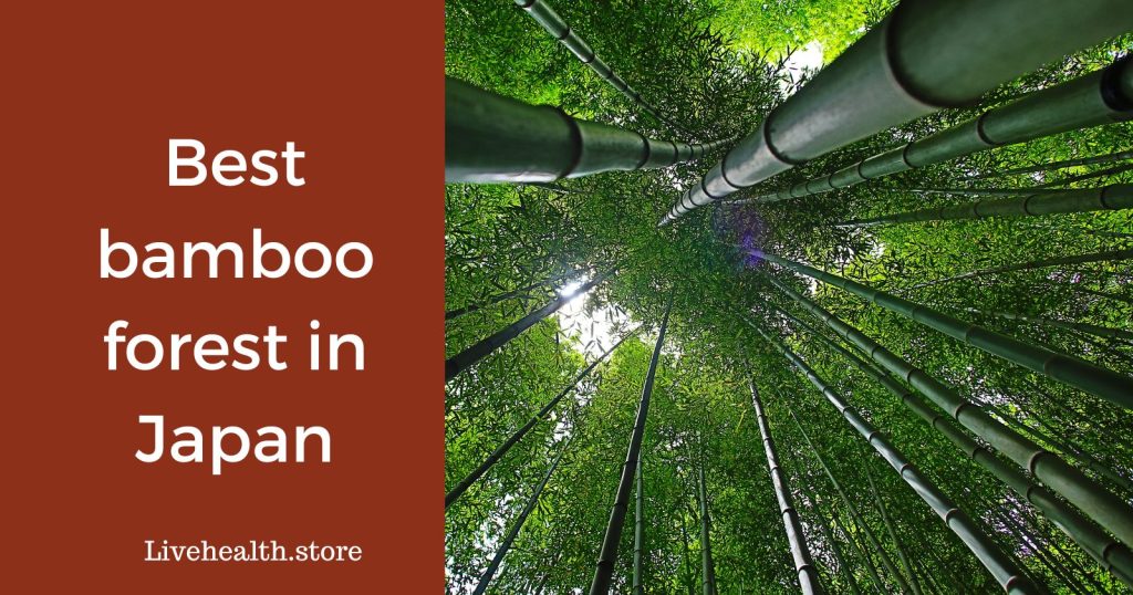 Best bamboo forest in japan