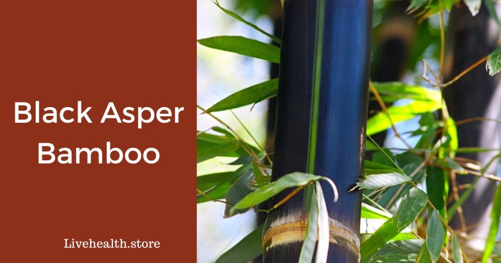 Black Asper Bamboo (features, uses, and benefits)
