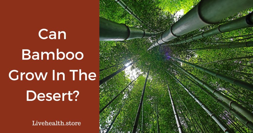 Desert Dreaming: Can Bamboo Really Survive There?