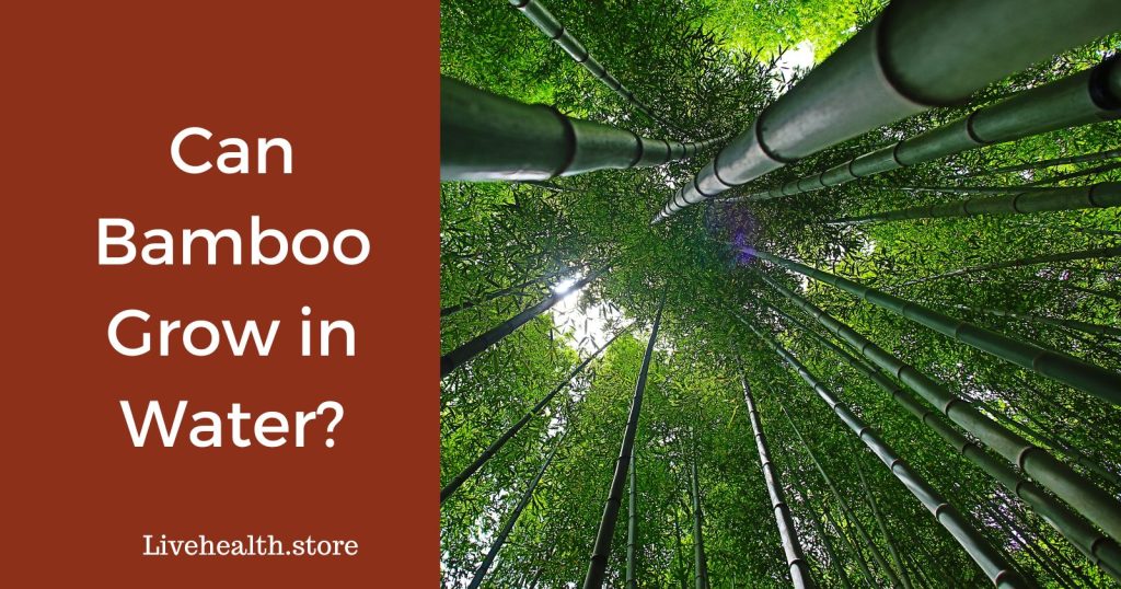 Can Bamboo Grow in Water