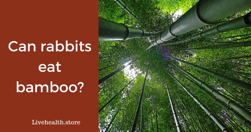 Can rabbits eat bamboo