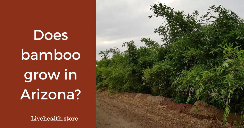 Does bamboo grow in Arizona?