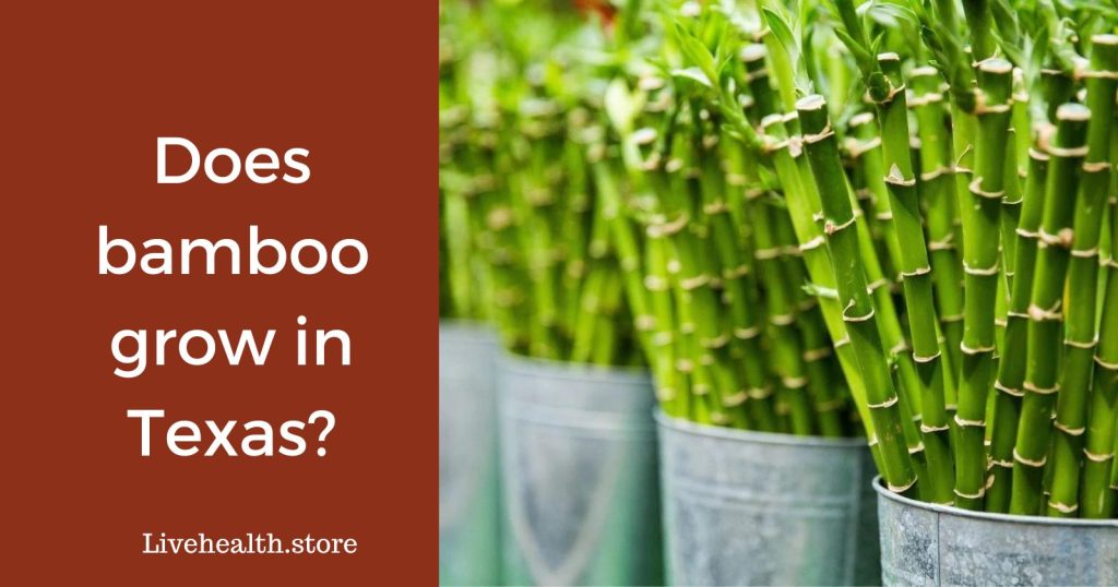 Can Bamboo Thrive in Texas? Find Out Here!