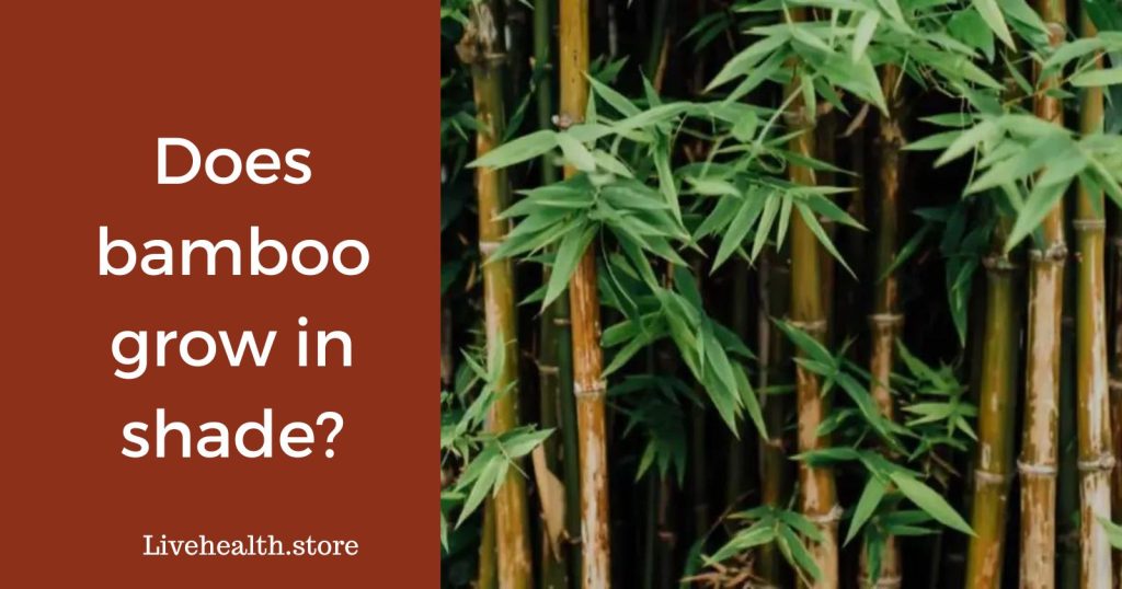 Does bamboo grow in shade