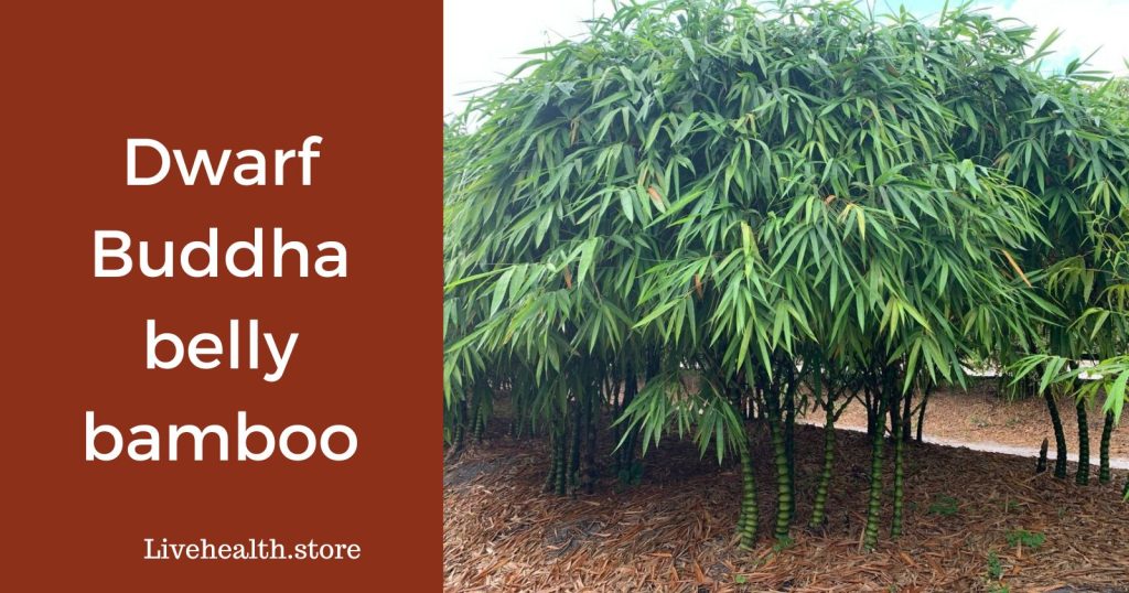 Dwarf Buddha belly bamboo ( Characteristics and Common Issues)