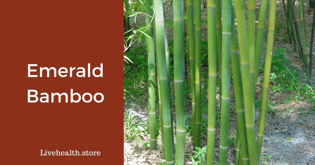 Emerald Bamboo (Overview, Benefits, and Uses)