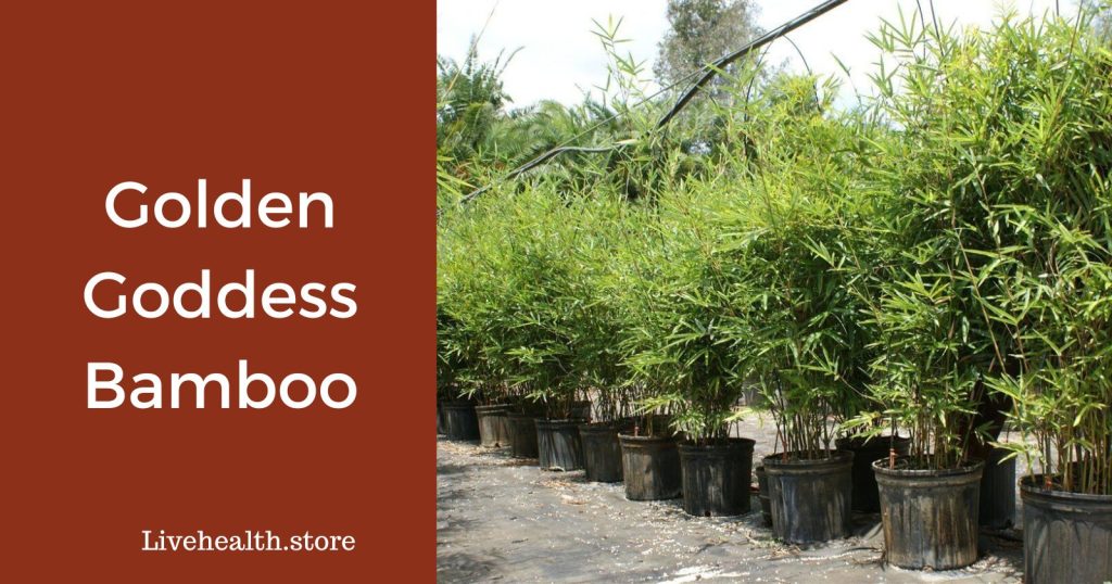 Golden Goddess Bamboo: Lush Growth and Easy Care Tips