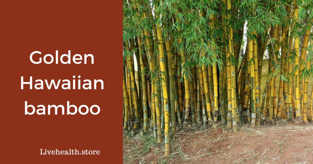 Golden hawaiian bamboo