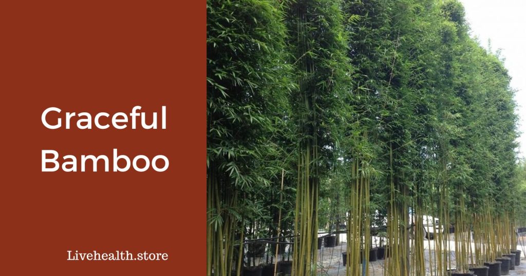 Graceful Bamboo Simplified: Easy Care for a Lush Garden