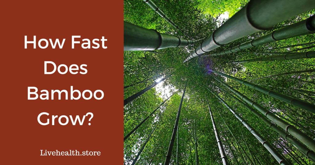Bamboo Growth Speed: Fast, Furious, or Fantasy?