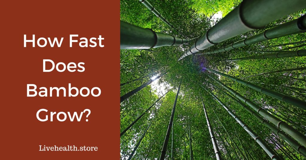 How Fast Does Bamboo Grow