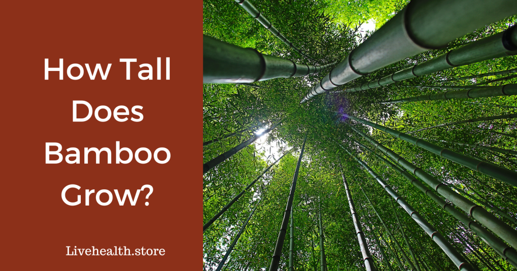 How Tall Does Bamboo Grow?