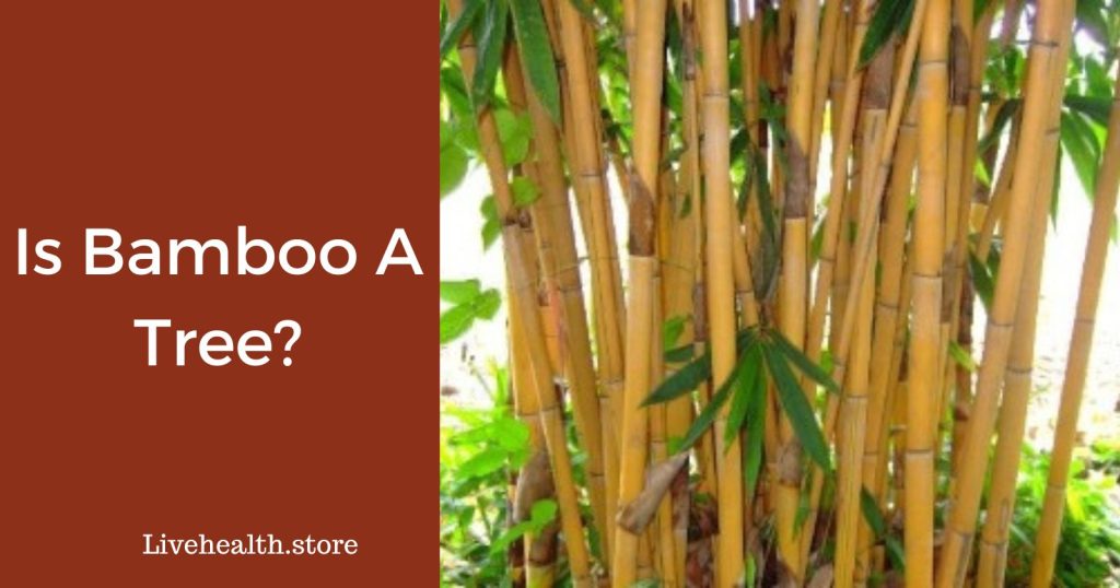 Is Bamboo A Tree