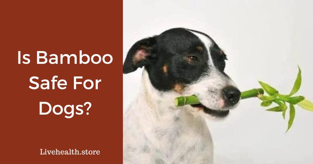 Is Bamboo Safe For Dogs