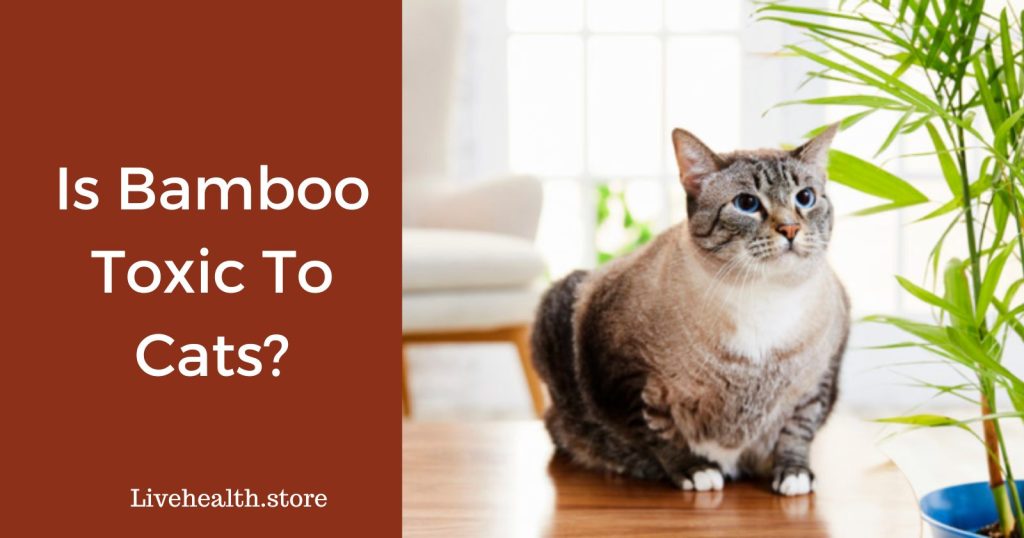 Is bamboo toxic to cats? What About Lucky Bamboo?