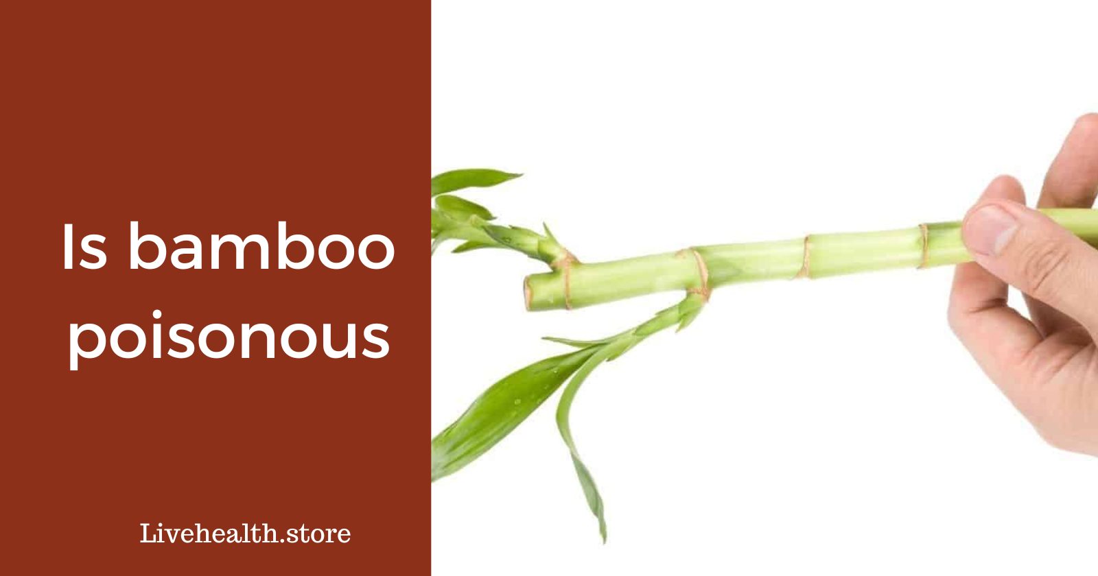 The Surprising Reality of Bamboo's Toxicity Revealed Live Health