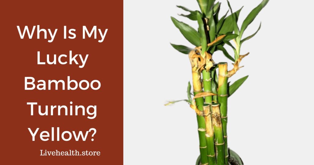 Solving the Mystery: Preventing Your Lucky Bamboo from Turning Yellow