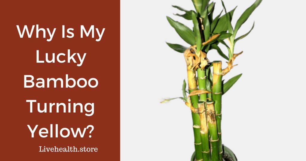 Lucky Bamboo Turning Yellow