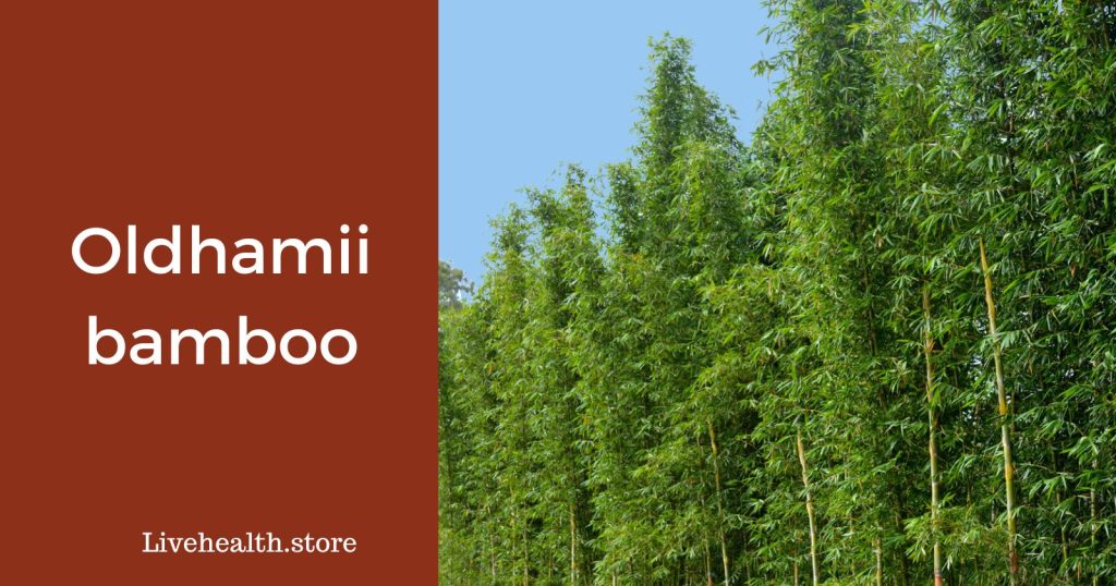 Oldhamii bamboo