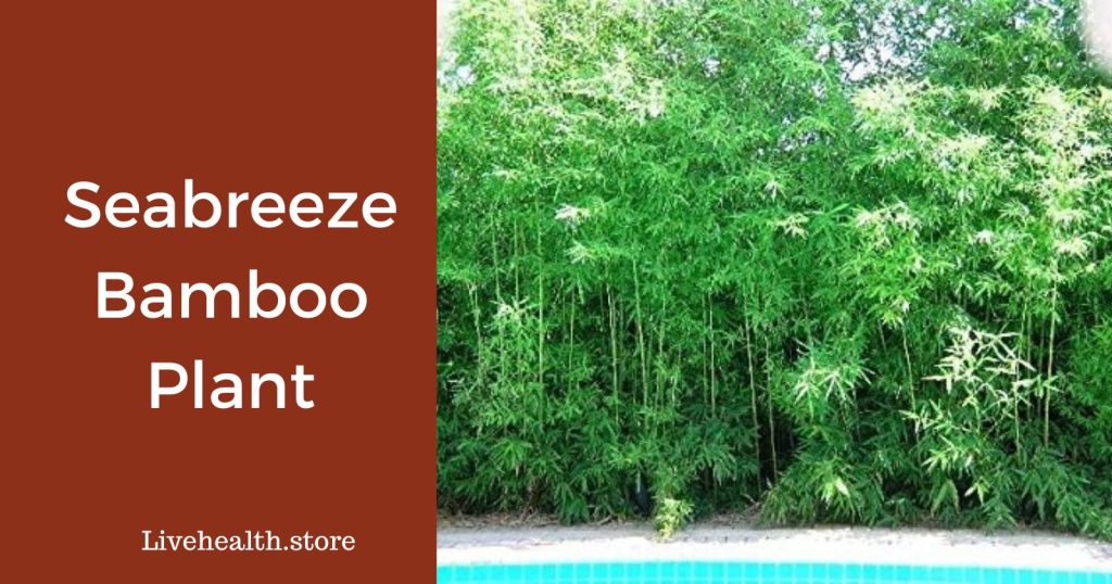 Seabreeze Bamboo: How It Enhances Your Garden & Thrives