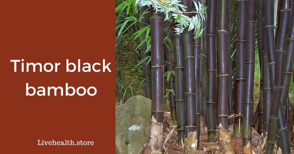 Timor black bamboo (Introduction, Characteristics, & Growth Requirements)