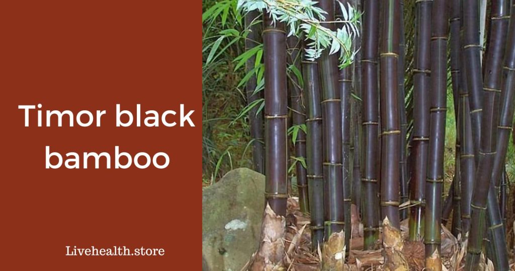 Timor black bamboo