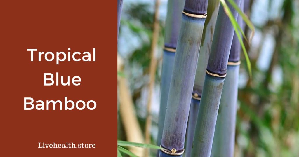 Tropical Blue Bamboo