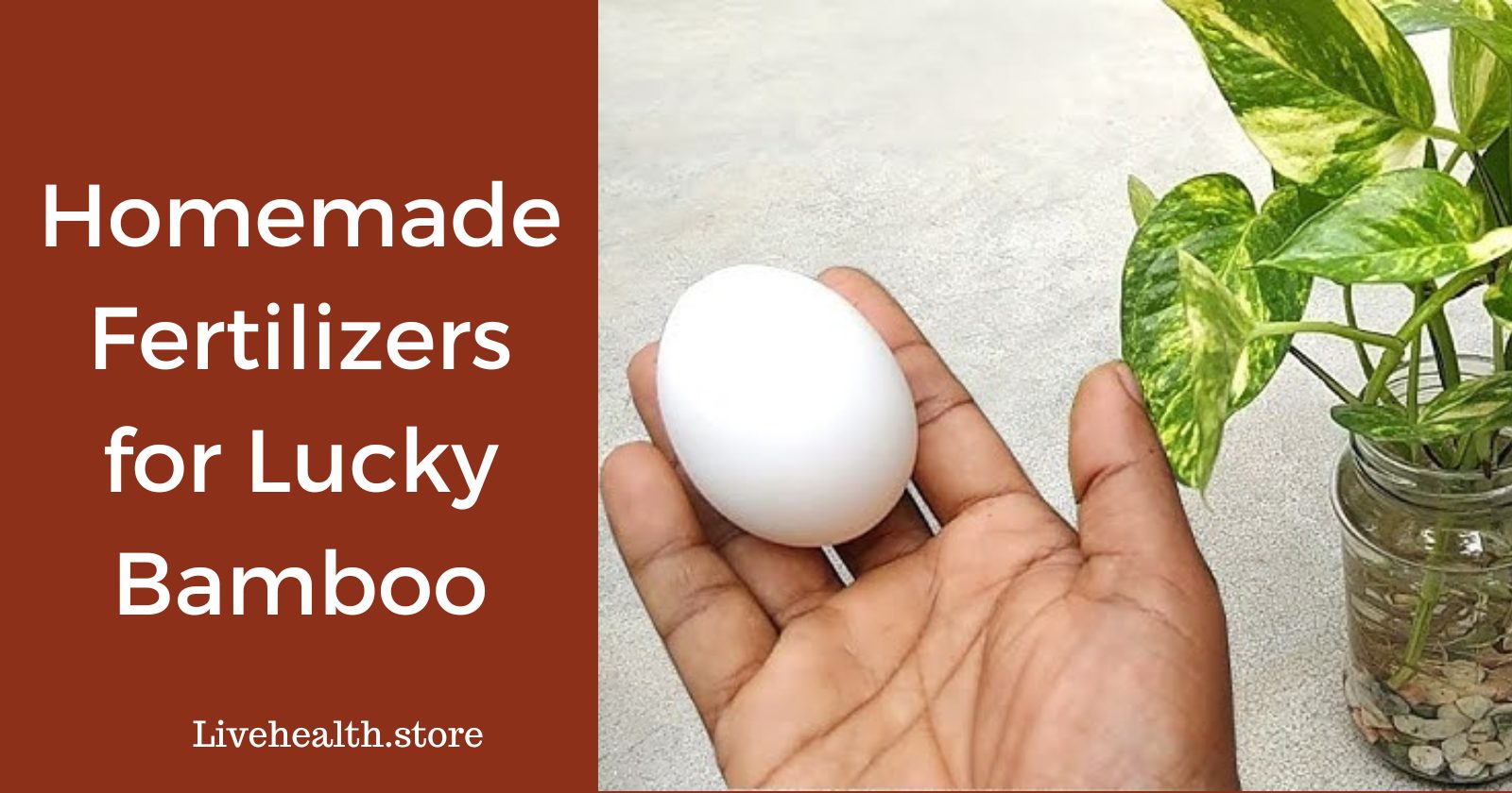 8 Simple DIY Fertilizers for Thriving Lucky Bamboo Live Health