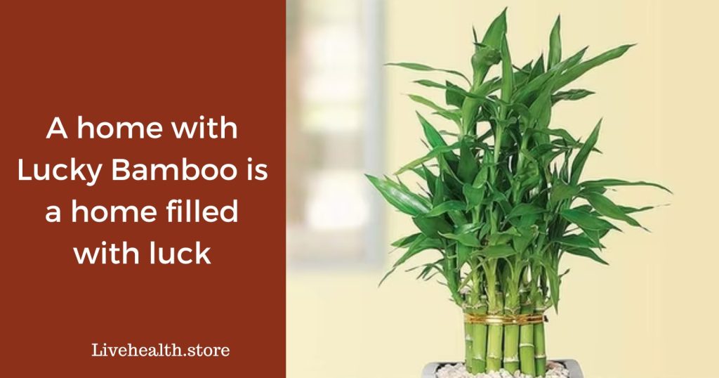 A home with Lucky Bamboo is a home filled with luck