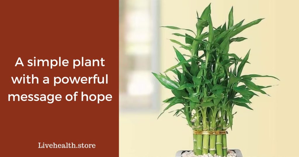 A simple plant with a powerful message of hope