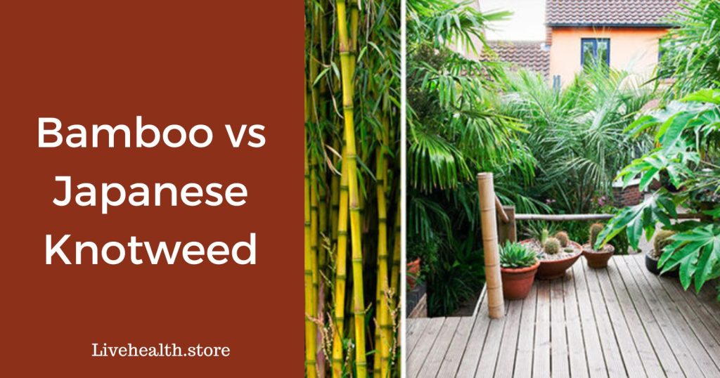 Bamboo vs Japanese knotweed