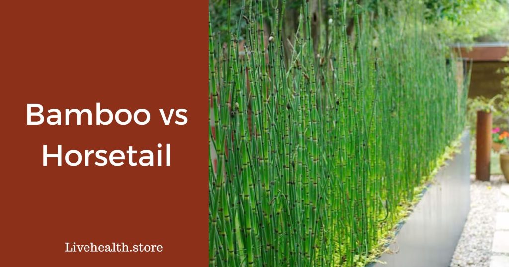 Bamboo vs horsetail for hair