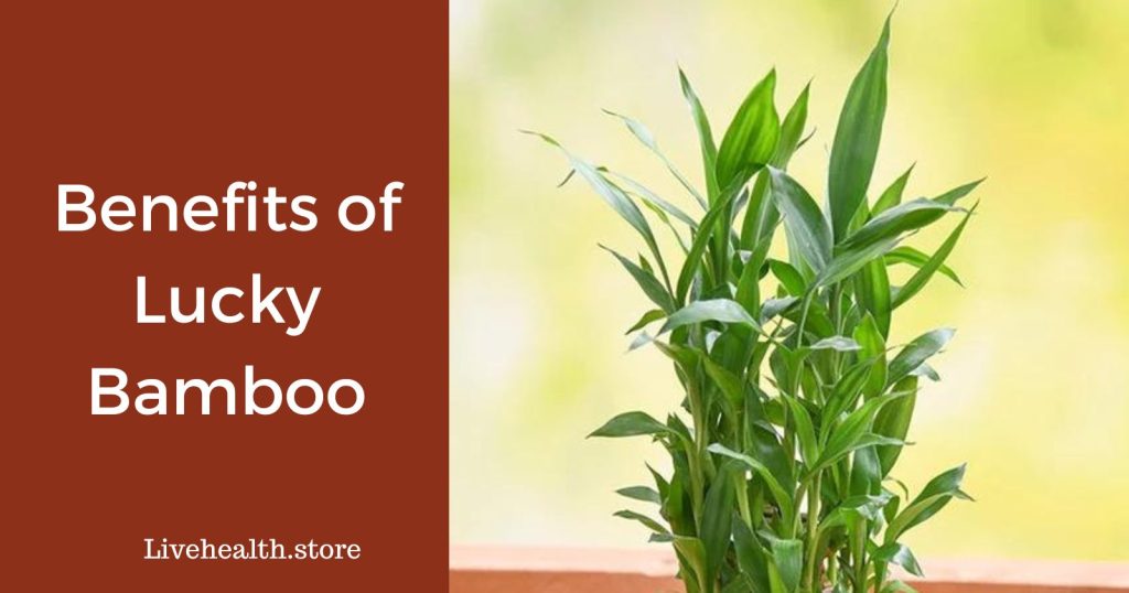 Benefits of lucky bamboo plant