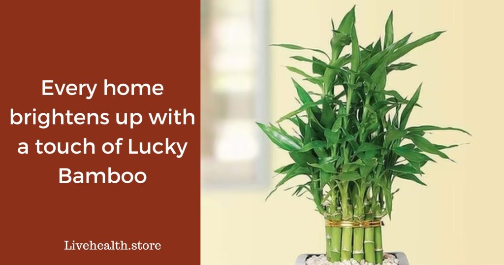 Every home brightens up with a touch of Lucky Bamboo