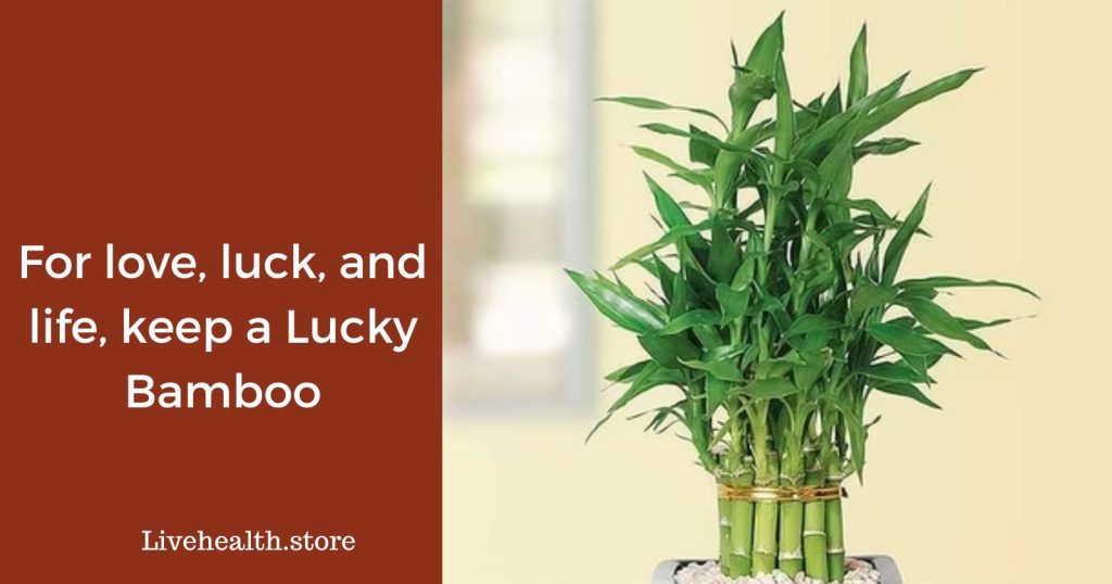 For love, luck, and life, keep a Lucky Bamboo