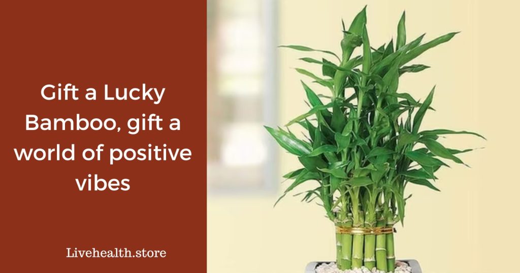 Gift a Lucky Bamboo, gift a world of positive vibes