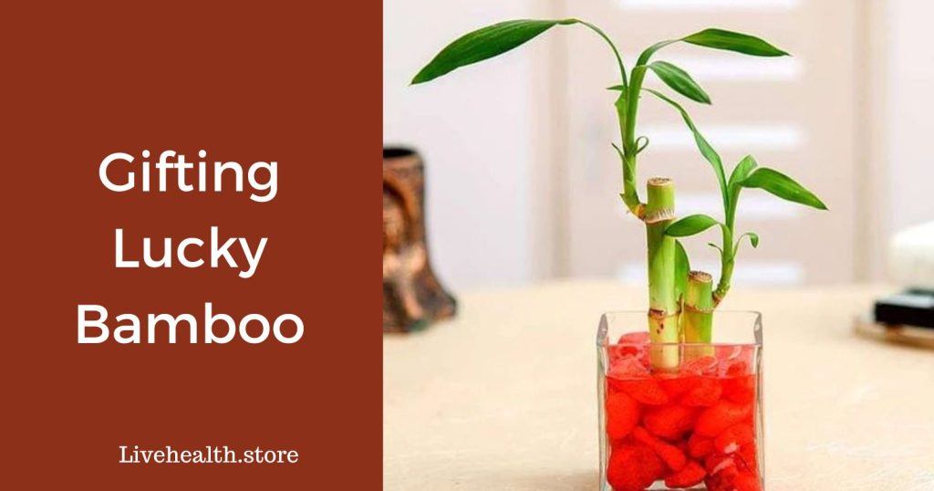 Gifting lucky bamboo