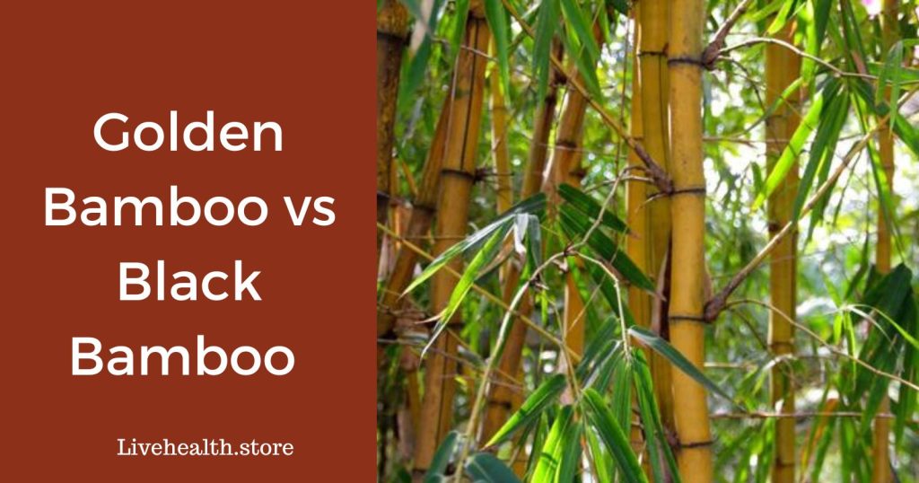 Golden bamboo vs black bamboo
