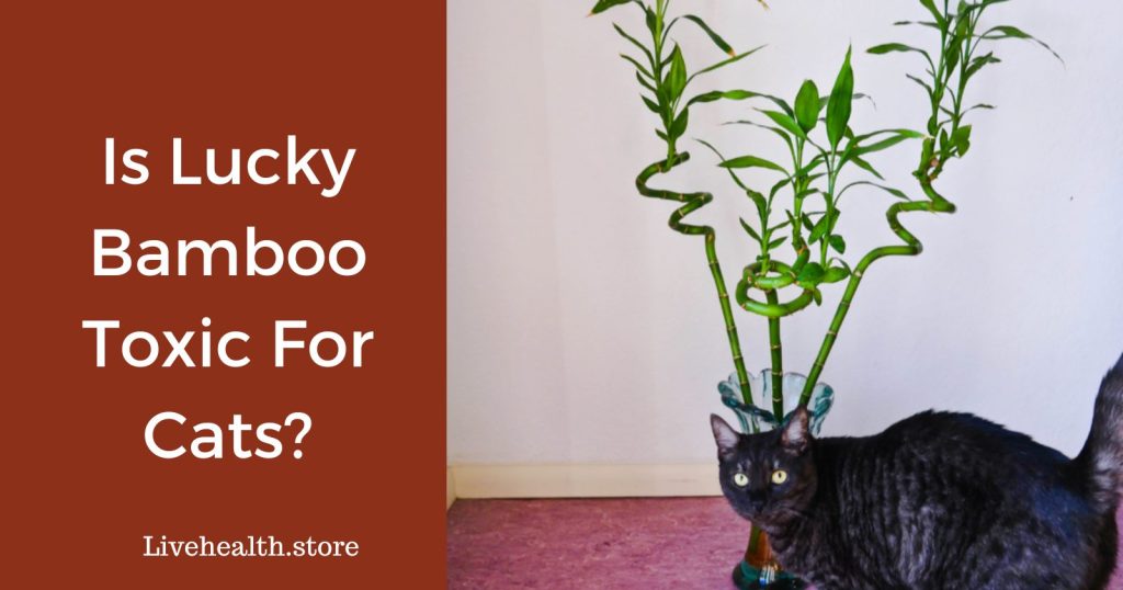 Investigating the Safety of Lucky Bamboo for Cats: A Research-Based Approach