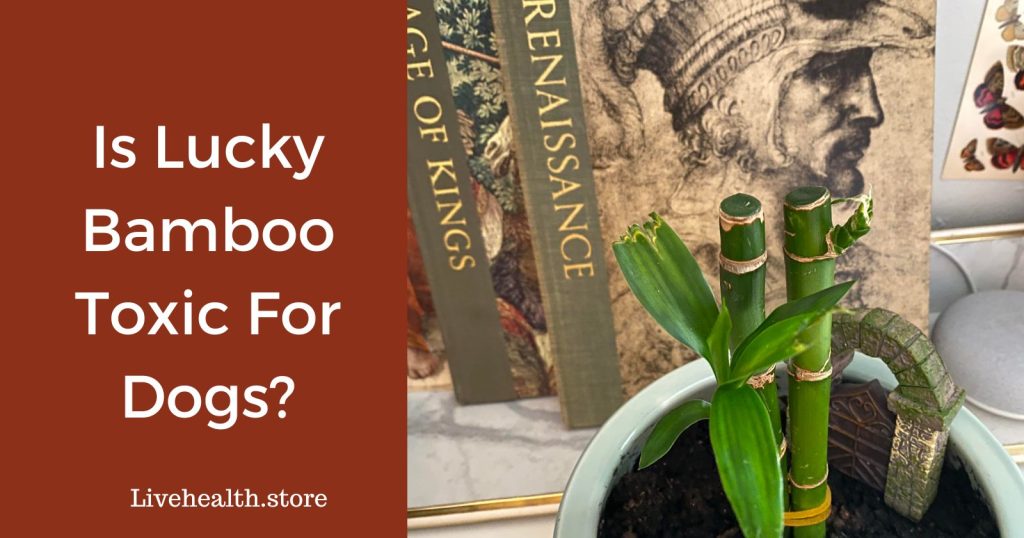 Is lucky bamboo safe for dogs?