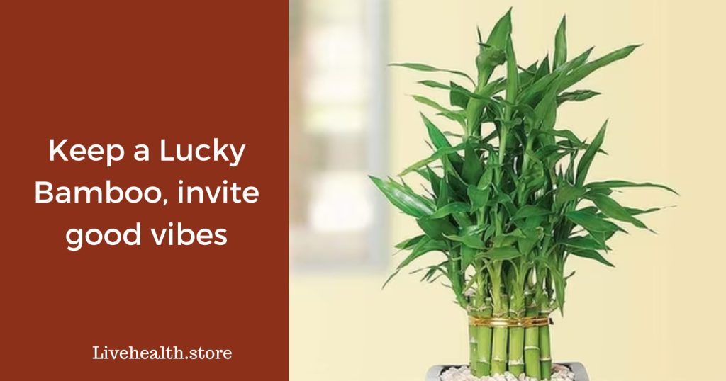 Keep a Lucky Bamboo, invite good vibes