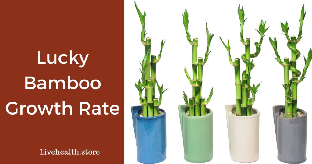 Lucky Bamboo Growth Rate