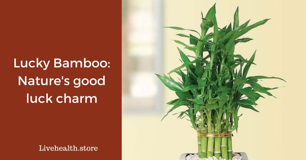 Lucky Bamboo Nature's good luck charm