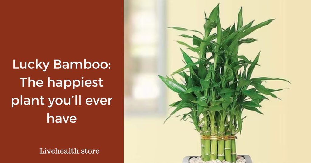 Lucky Bamboo The happiest plant you’ll ever have