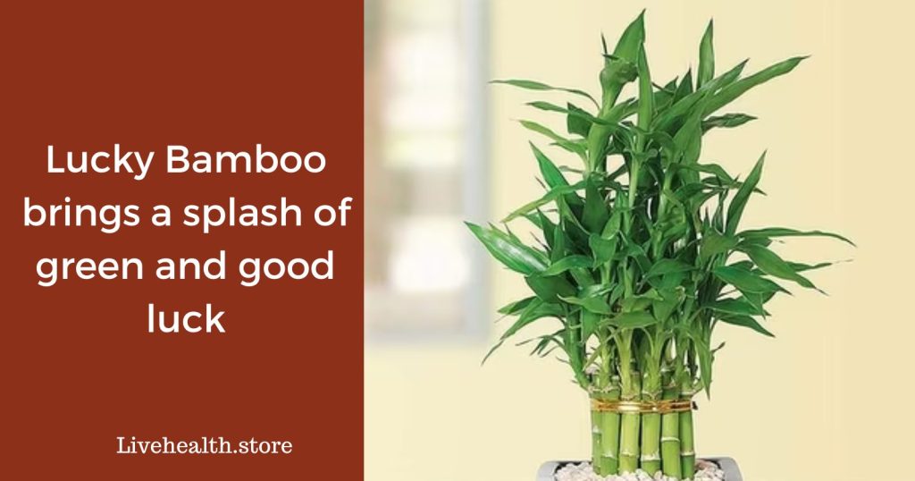 Lucky Bamboo brings a splash of green and good luck