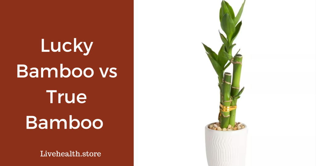 Lucky Bamboo vs True Bamboo
